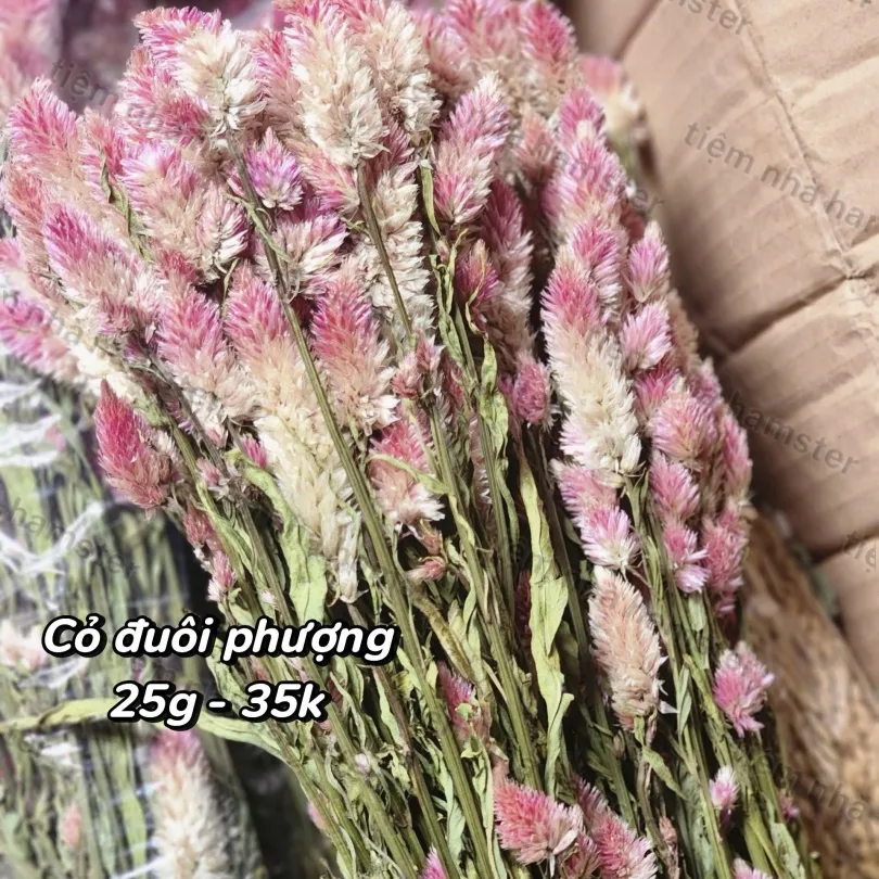 Cỏ đuôi phượng