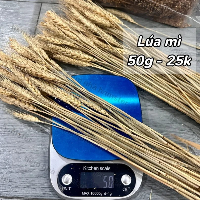 Lúa mì