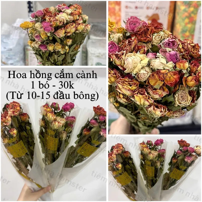 Hoa hồng cắm cành