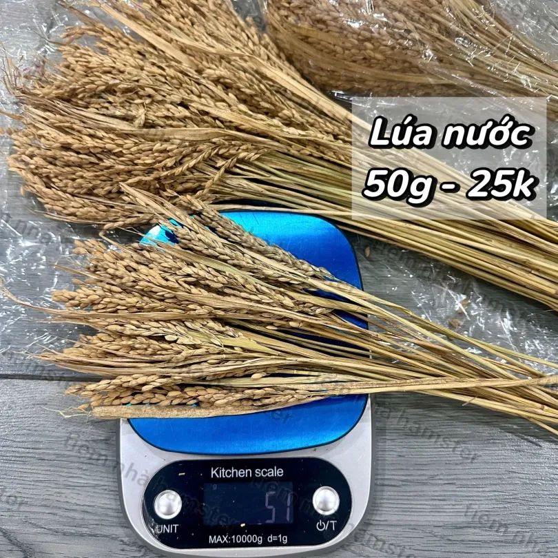 50G Lúa nước 