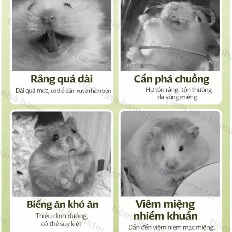 Bánh Cỏ Mài Răng Probiotic mix trái cây giúp bảo vệ đường ruột Bucat